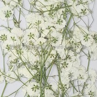 滿天星-白色帶枝-押花花材