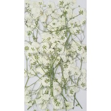 滿天星-白色帶枝-押花花材