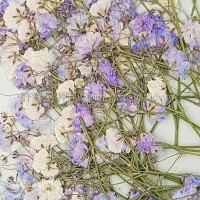 滿天星-紫色帶枝-押花花材
