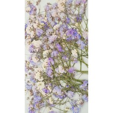 滿天星-紫色帶枝-押花花材