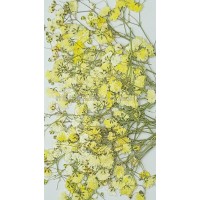 滿天星-黃色帶枝-押花花材