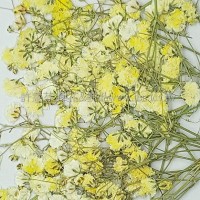 滿天星-黃色帶枝-押花花材