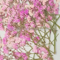 滿天星-淡粉紅色帶枝-押花花材