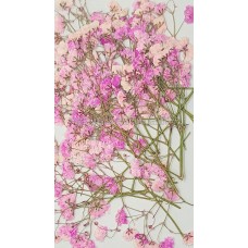 滿天星-淡粉紅色帶枝-押花花材