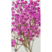 滿天星-粉紅色帶枝-押花花材