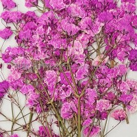 滿天星-粉紅色帶枝-押花花材