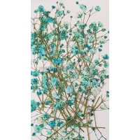 滿天星-天藍色帶枝-押花花材