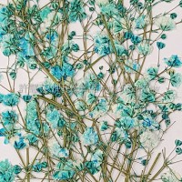 滿天星-天藍色帶枝-押花花材