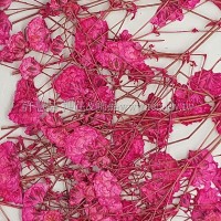 滿天星-紅色帶枝-押花花材