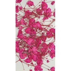 滿天星-紅色帶枝-押花花材