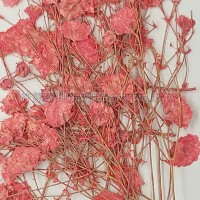 滿天星-桃粉紅色帶枝-押花花材