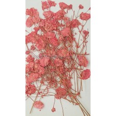 滿天星-桃粉紅色帶枝-押花花材