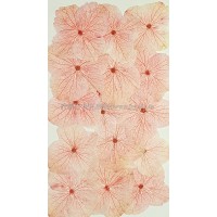 繡球花_淡粉紅色