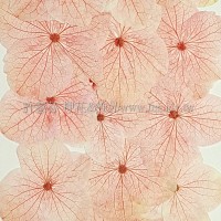 繡球花_淡粉紅色