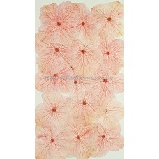 繡球花_淡粉紅色