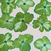 繡球花_淡藍綠色