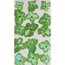 繡球花_淡藍綠色