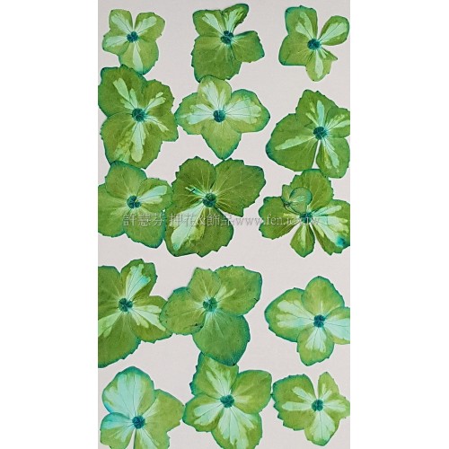 绣球花_淡蓝绿色