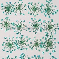 蕾絲花-淡天藍色