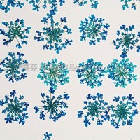 蕾絲花-深天藍色