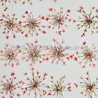 蕾絲花-淡粉紅色