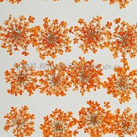 蕾絲花-橙色