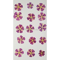 美女櫻-雙色淡粉紅