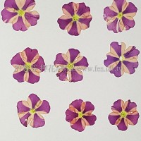 美女櫻-雙色淡粉紅