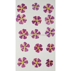 美女櫻-雙色淡粉紅