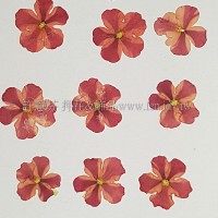 美女櫻-雙色粉紅