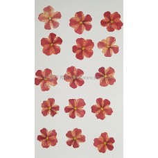 美女櫻-雙色粉紅