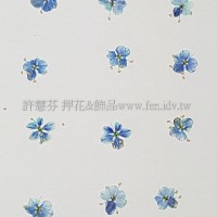 翠珠花-淡寶藍色