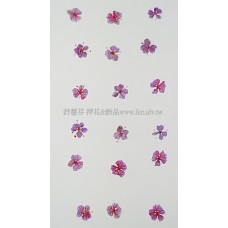 翠珠花-淡紫紅色