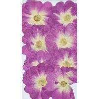 玫瑰花-原色桃紅