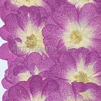 玫瑰花-原色桃紅