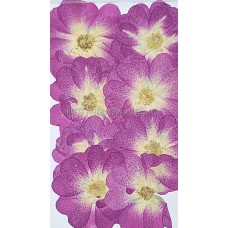 玫瑰花-原色桃紅