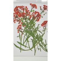 香雪球-紅色帶枝-押花花材