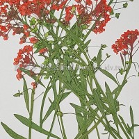 香雪球-紅色帶枝-押花花材