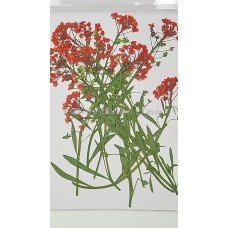 香雪球-紅色帶枝-押花花材