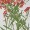 香雪球-紅色帶枝-押花花材