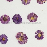 法國小白菊-紫色