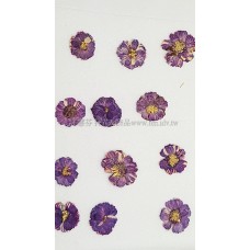 法國小白菊-紫色