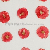 法國小白菊-紅色