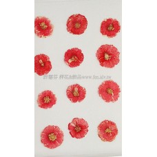 法國小白菊-紅色