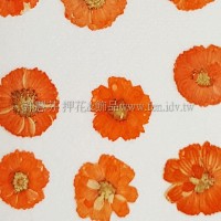 法國小白菊-橙色