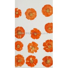 法國小白菊-橙色