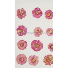 法國小白菊-紫紅色