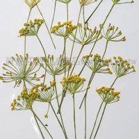 茴香-黃色