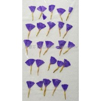 星辰花-藍-押花花材