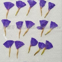 星辰花-藍-押花花材